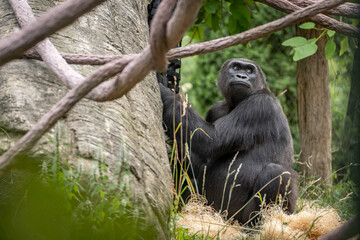 Gorilla