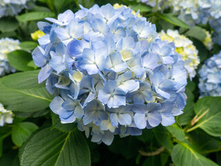 Blooming blue hydrangea. Hydrangea bush. Botanical Garden.  blue white flower