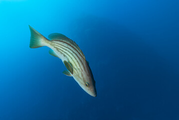 Obraz na płótnie Canvas Cernia dorata, Epinephelus costae, mentre nuota nel blu