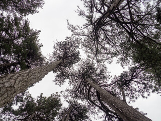 Crowns of large trees from bottom to top. Trees against the sky. Rest. Lying on your back.