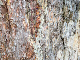 Bark close-up. Skin of a tree The bark of a southern tree is cracked. Protection.  In the botanical garden.