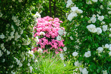 Fototapeta premium バラの花園