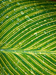 green leaf background