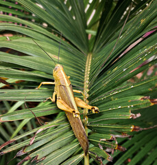 grasshopper on a leaf