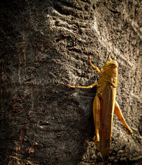 grasshopper on wood