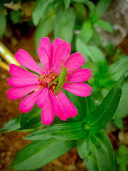 Obraz premium pink flower in the garden