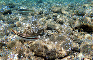 Mediterranean rainbow wrasse - (Coris julis)