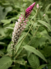 butterfly on a flower