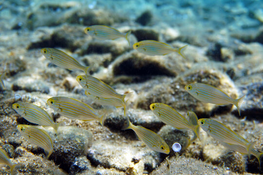Salema porgy saltwater dreamfish, underwater shot in the Mediterranean sea - Sarpa salpa                               