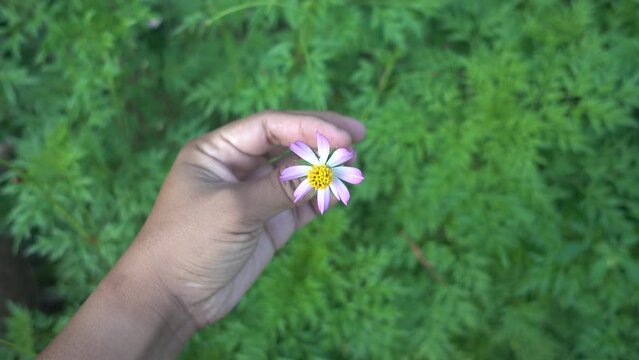 Cosmos caudatus flower or locally known as ulam raja
