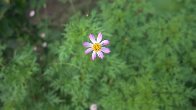 Cosmos caudatus flower or locally known as ulam raja