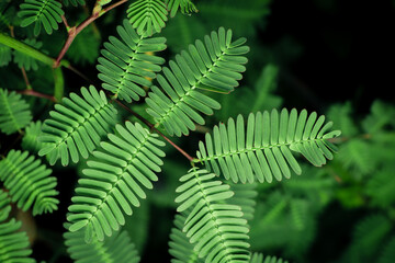 fern leaves