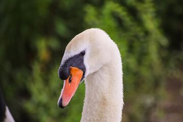 mute swan cygnus olor