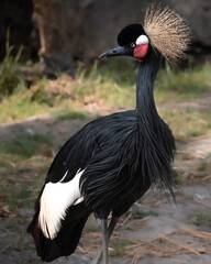 Grulla coronada de cuello negro 