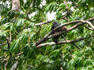 Plumbeous Kite eating a bird on high in tree 