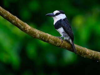 White-necked Puffbird on tree branch against green background, portrait