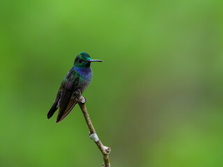 Blue-chested Hummingbird sitting on stick against green background