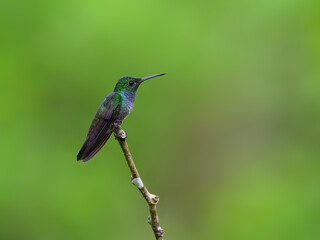 Fototapeta na wymiar Blue-chested Hummingbird sitting on stick against green background