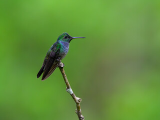 Fototapeta premium Blue-chested Hummingbird sitting on stick against green background