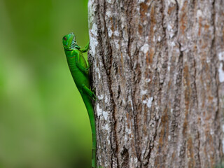 Green Iguana on tree trunk on green background