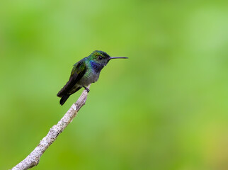 Fototapeta na wymiar Blue-chested Hummingbird sitting on stick against green background