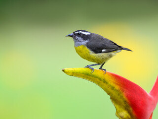Bananaquit sitting on an red yellow flower petal on green background