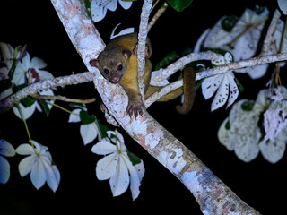 Kinkajou resting on tree branch at night