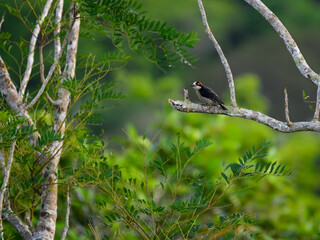 Black-cheeked Woodpecker on tree branch