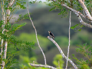 Black-cheeked Woodpecker on tree branch