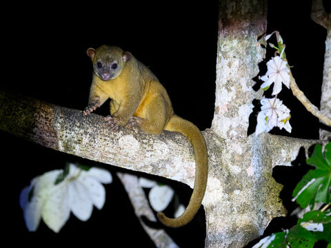 Kinkajou resting on tree branch at night