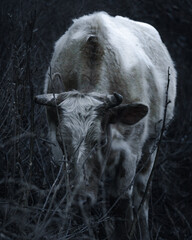Vaca en frio 