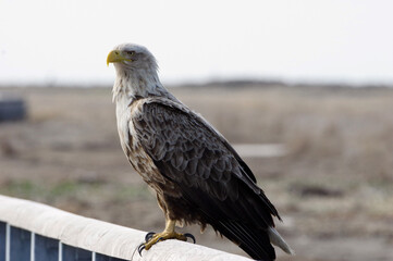 White-tailed Eagle, Shunkunitai in Hokkaido, Japan