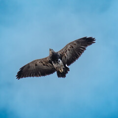 Águila en vuelo 