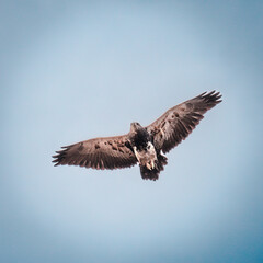 Águila en vuelo 