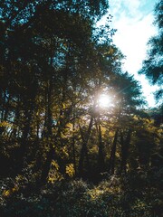 Obraz premium Sun through trees