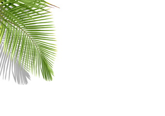 Fototapeta na wymiar Tropical palm leaves on white background with shadow and copy space, minimalist concept of summer background