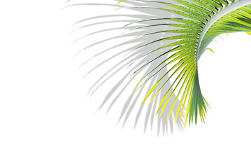 Obraz premium Tropical palm leaves on white background with shadow and copy space, minimalist concept of summer background