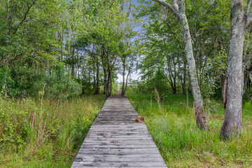 Woobly wooden walkway through the woods to a lake