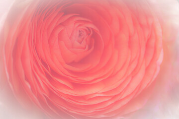 Fototapeta na wymiar Pink flowers ranunculus on light pink background. soft filter.