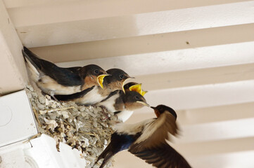 Swallow's nest, parent swallow is feeding its chicks