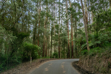 Forest road through temperate rainforest in the Otway Ranges, Victoria