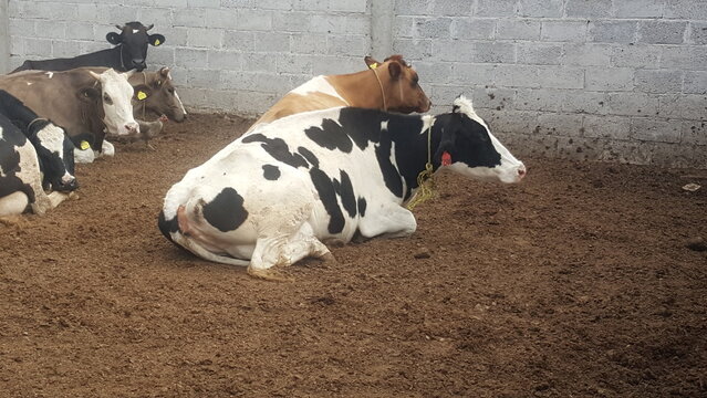 Vacas