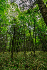 Fototapeta premium If you hike through the green forest in the summer, you will feel cool even in the summer.