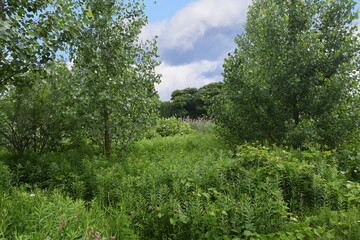 Calm meadow under a blue sky