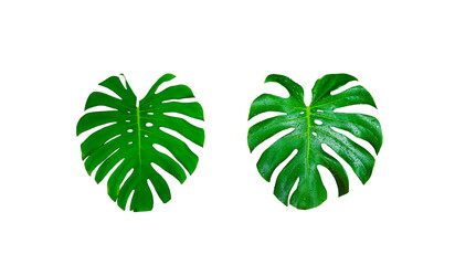 Monster Leaf or Swiss Cheese leaf Tropical Jungle Leaf, isolated with clipping path on white background