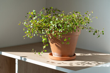 Muehlenbeckia houseplant in terracotta pot on table at home. Hardy ornamental climbing plant for indoor landscaping