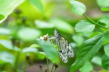 白いランタナの花の蜜を吸うオオゴマダラチョウ
