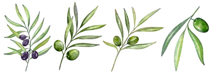 Green branches of fresh olive berries and green leaves on white background.