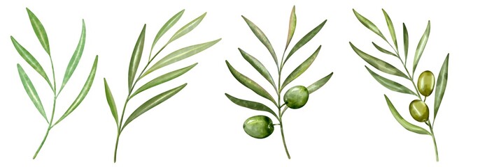 Green branches of fresh olive berries and green leaves on white background.