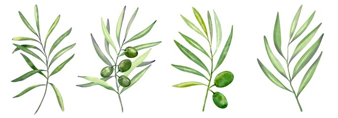 Green branches of fresh olive berries and green leaves on white background.